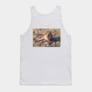 Lion laying down in the morning sun Tank Top